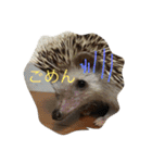 我が家のベットなど（個別スタンプ：8）