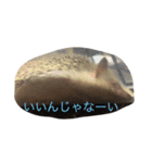我が家のベットなど（個別スタンプ：11）