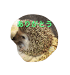 我が家のベットなど（個別スタンプ：15）