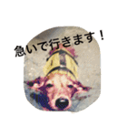 我が家のベットなど（個別スタンプ：19）