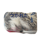 我が家のベットなど（個別スタンプ：28）