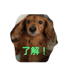 我が家のベットなど（個別スタンプ：32）