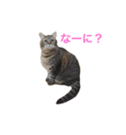ミー＆ミケ（個別スタンプ：1）