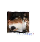 ミー＆ミケ（個別スタンプ：5）