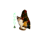 ミー＆ミケ（個別スタンプ：8）