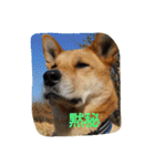 毎日、犬。（個別スタンプ：1）