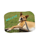 毎日、犬。（個別スタンプ：3）