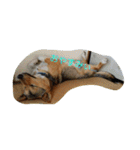 毎日、犬。（個別スタンプ：4）