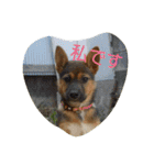 毎日、犬。（個別スタンプ：5）