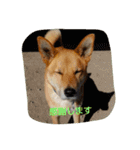 毎日、犬。（個別スタンプ：6）