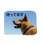 毎日、犬。（個別スタンプ：7）