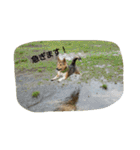 毎日、犬。（個別スタンプ：8）