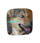 毎日、犬。（個別スタンプ：9）
