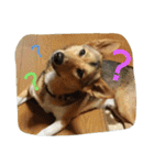 毎日、犬。（個別スタンプ：10）