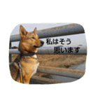 毎日、犬。（個別スタンプ：13）