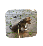 毎日、犬。（個別スタンプ：14）