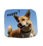 毎日、犬。（個別スタンプ：15）