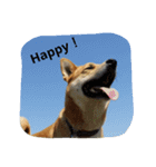 毎日、犬。（個別スタンプ：16）