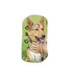 毎日、犬。（個別スタンプ：17）