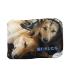 毎日、犬。（個別スタンプ：22）