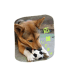 毎日、犬。（個別スタンプ：30）