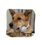 毎日、犬。（個別スタンプ：31）