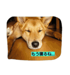 毎日、犬。（個別スタンプ：32）