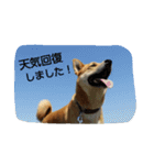 毎日、犬。（個別スタンプ：33）