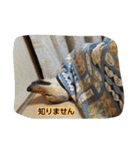 毎日、犬。（個別スタンプ：37）