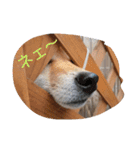 ゆずときなこ（個別スタンプ：5）