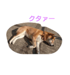 ゆずときなこ（個別スタンプ：14）