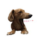 MD.ちょも（個別スタンプ：5）