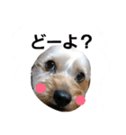 ペットの気持ちシリーズ1（個別スタンプ：3）