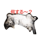 ペットの気持ちシリーズ1（個別スタンプ：5）