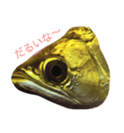 アロワナ1（個別スタンプ：6）