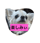 かぼ、ゆ 1回目（個別スタンプ：1）