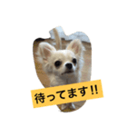 かぼ、ゆ 1回目（個別スタンプ：3）