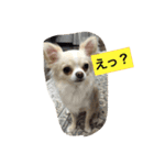 かぼ、ゆ 1回目（個別スタンプ：5）