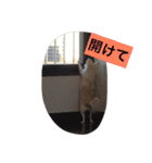かぼ、ゆ 1回目（個別スタンプ：6）
