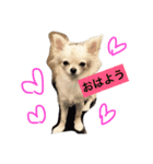 かぼ、ゆ 1回目（個別スタンプ：8）