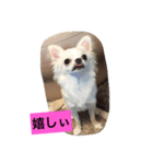 かぼ、ゆ 1回目（個別スタンプ：10）