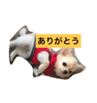 かぼ、ゆ 1回目（個別スタンプ：11）