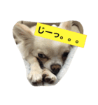 かぼ、ゆ 1回目（個別スタンプ：12）