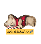 かぼ、ゆ 1回目（個別スタンプ：14）
