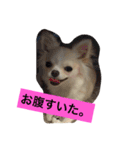 かぼ、ゆ 1回目（個別スタンプ：15）