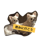 かぼ、ゆ 1回目（個別スタンプ：16）