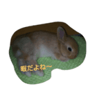 毎日うさぎ（個別スタンプ：2）