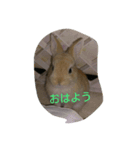 毎日うさぎ（個別スタンプ：6）