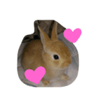 毎日うさぎ（個別スタンプ：8）