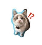 猫のわさび（個別スタンプ：1）